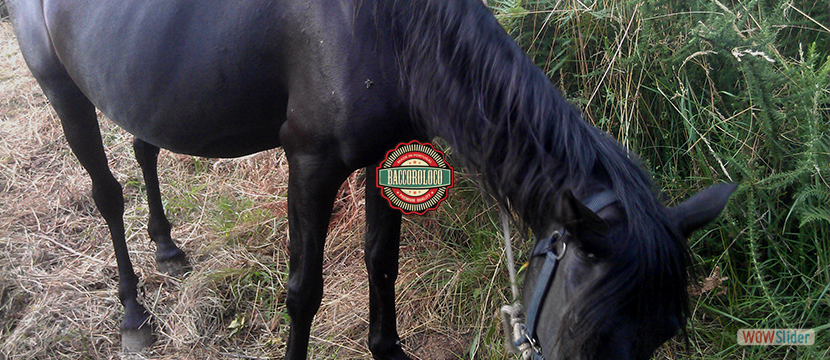 18 full screen slider